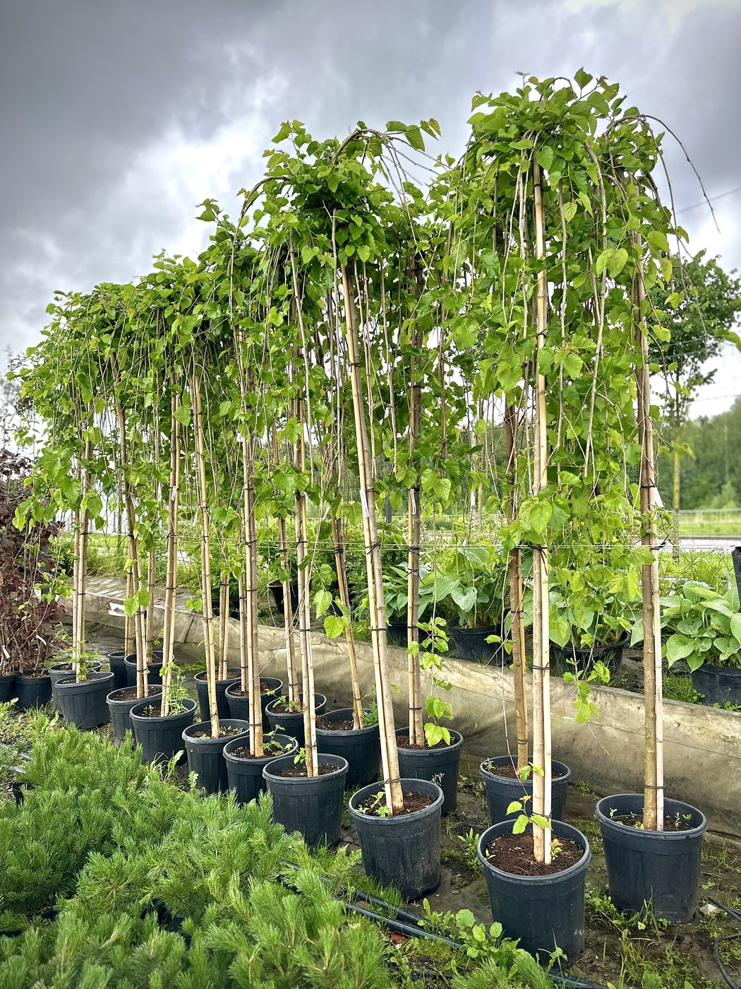 Шелковица белая `Пендула``Pendula`