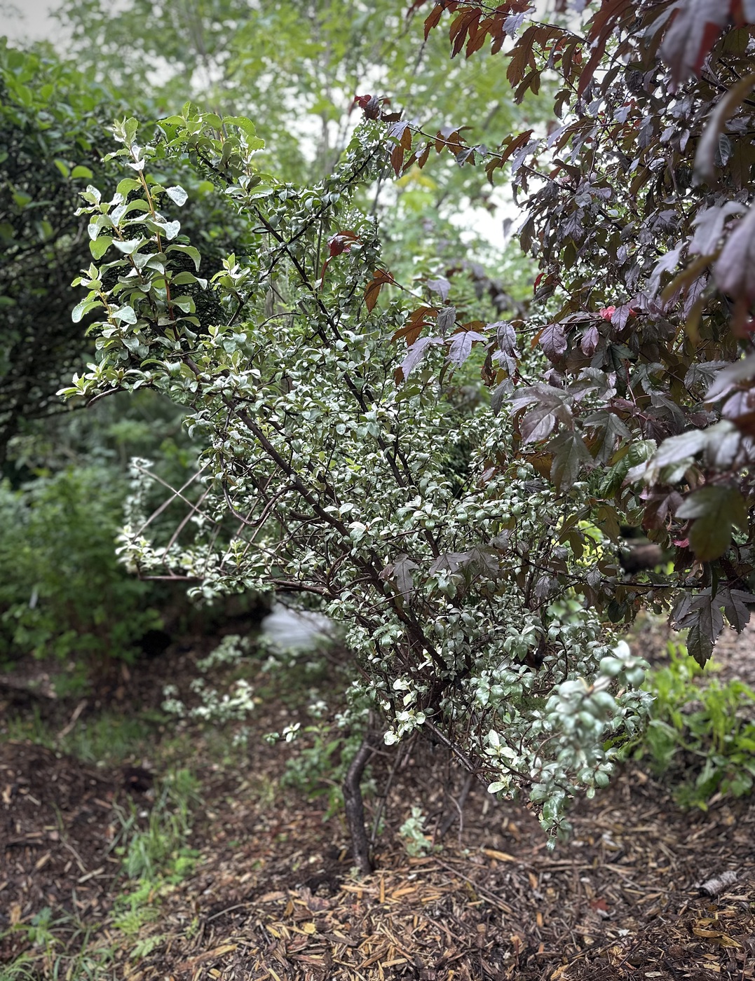 Лох серебристый