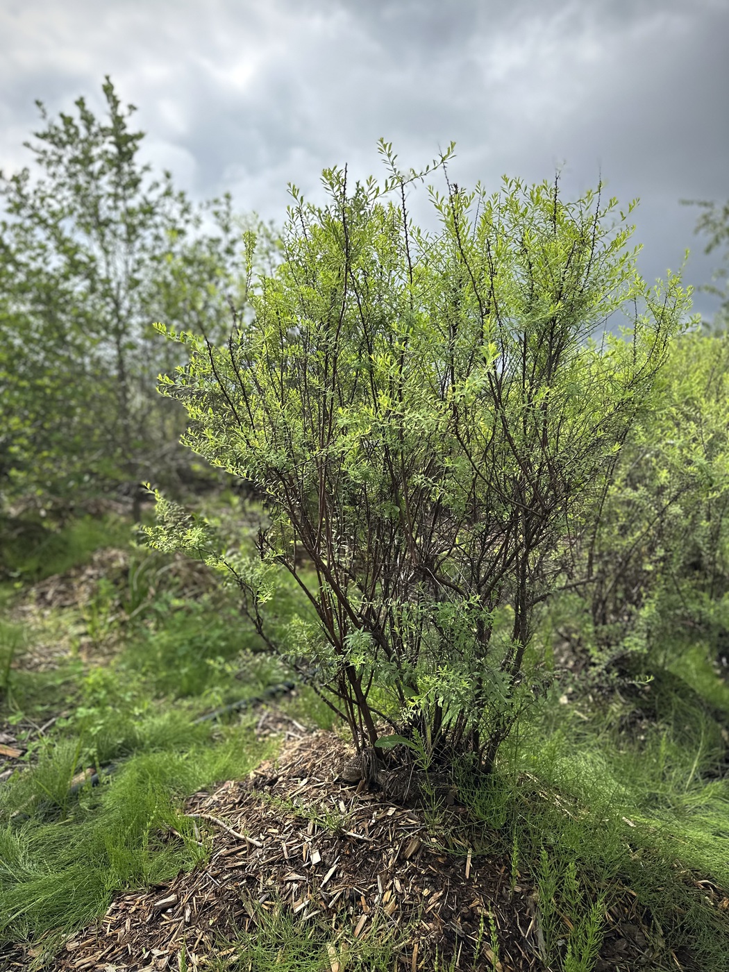 Спирея острозазубренная`Аргута``Arguta`