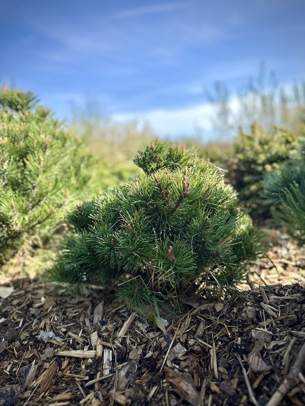 Сосна горная `Хайдеперле``Heideperle`