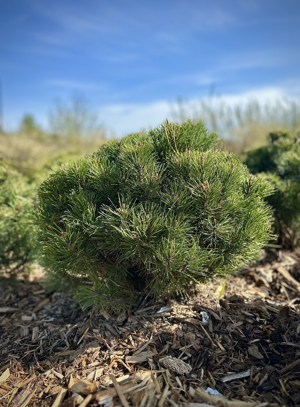 Сосна горная `Хайдеперле``Heideperle`
