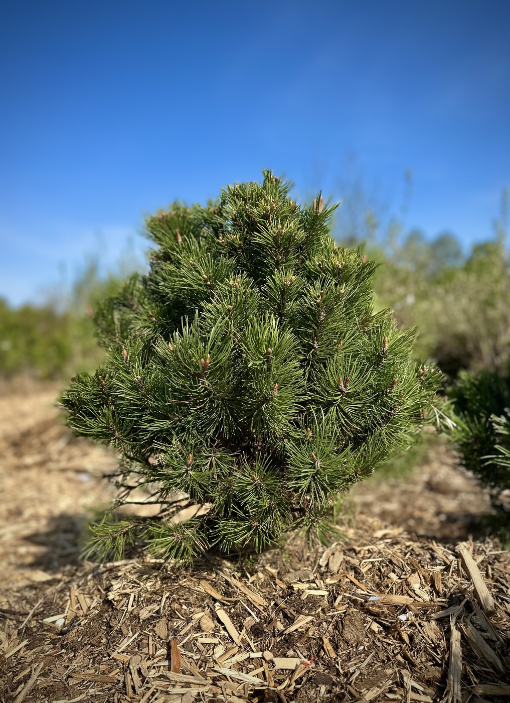 Сосна горная `Хайдеперле``Heideperle`