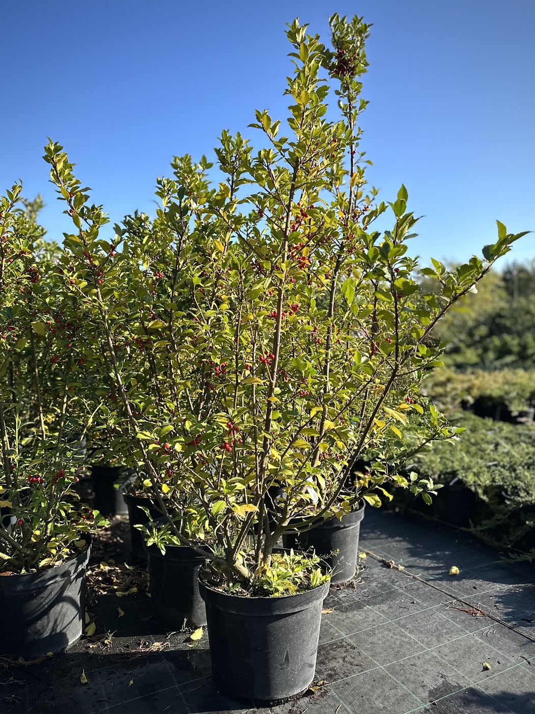 Падуб Мезерва `Блю Мейд``Blue Maid`