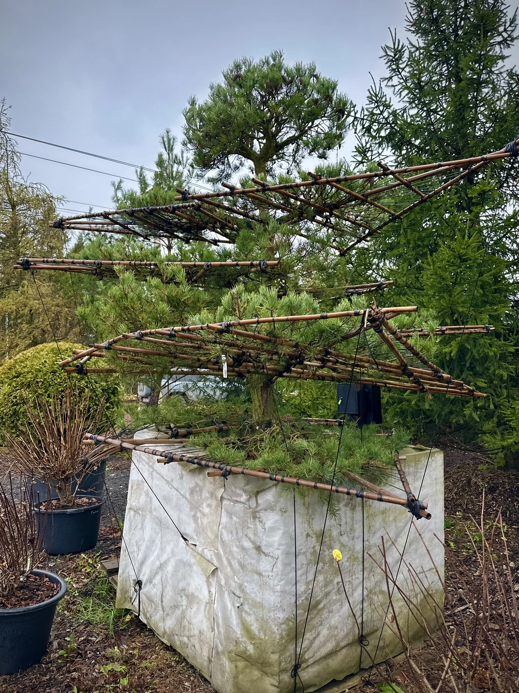 Ниваки (Садовый бонсай) Сосна горная