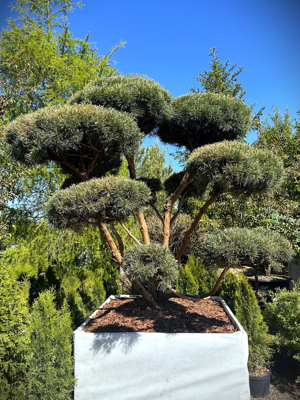 Ниваки (Садовый бонсай) Сосна `Ватерери` `Watereri`