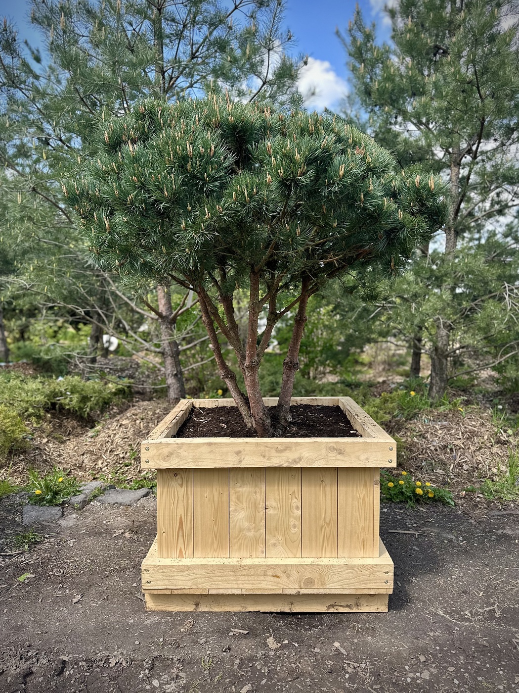 Ниваки (Садовый бонсай) Сосна `Ватерери` `Watereri` ЗОНТ