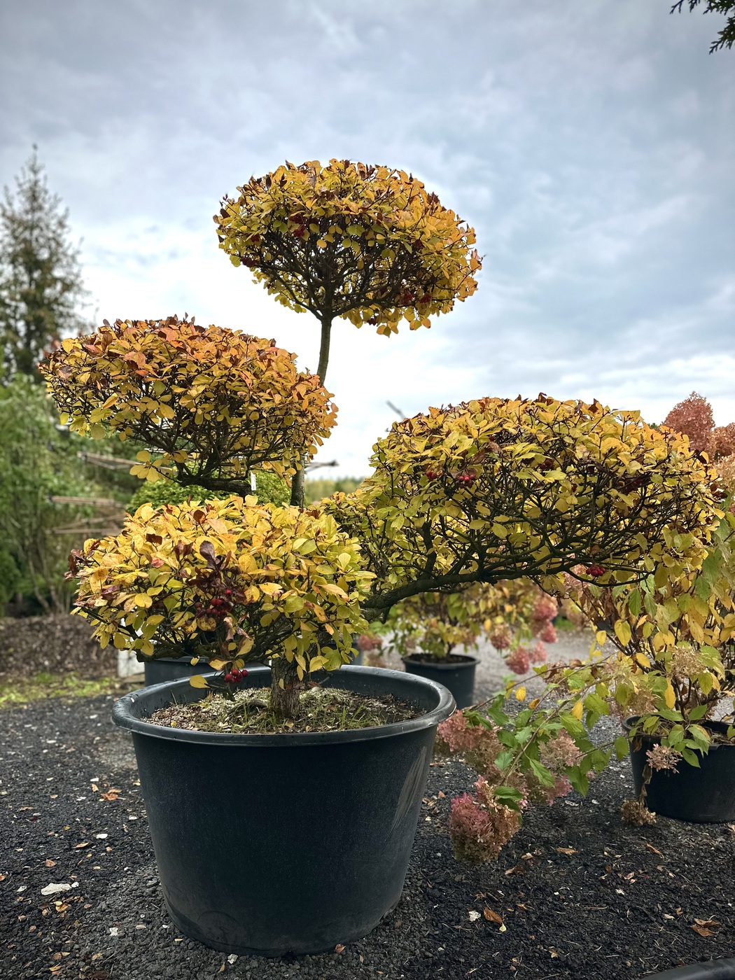 Ниваки (Садовый бонсай) Боярышник сливолистный