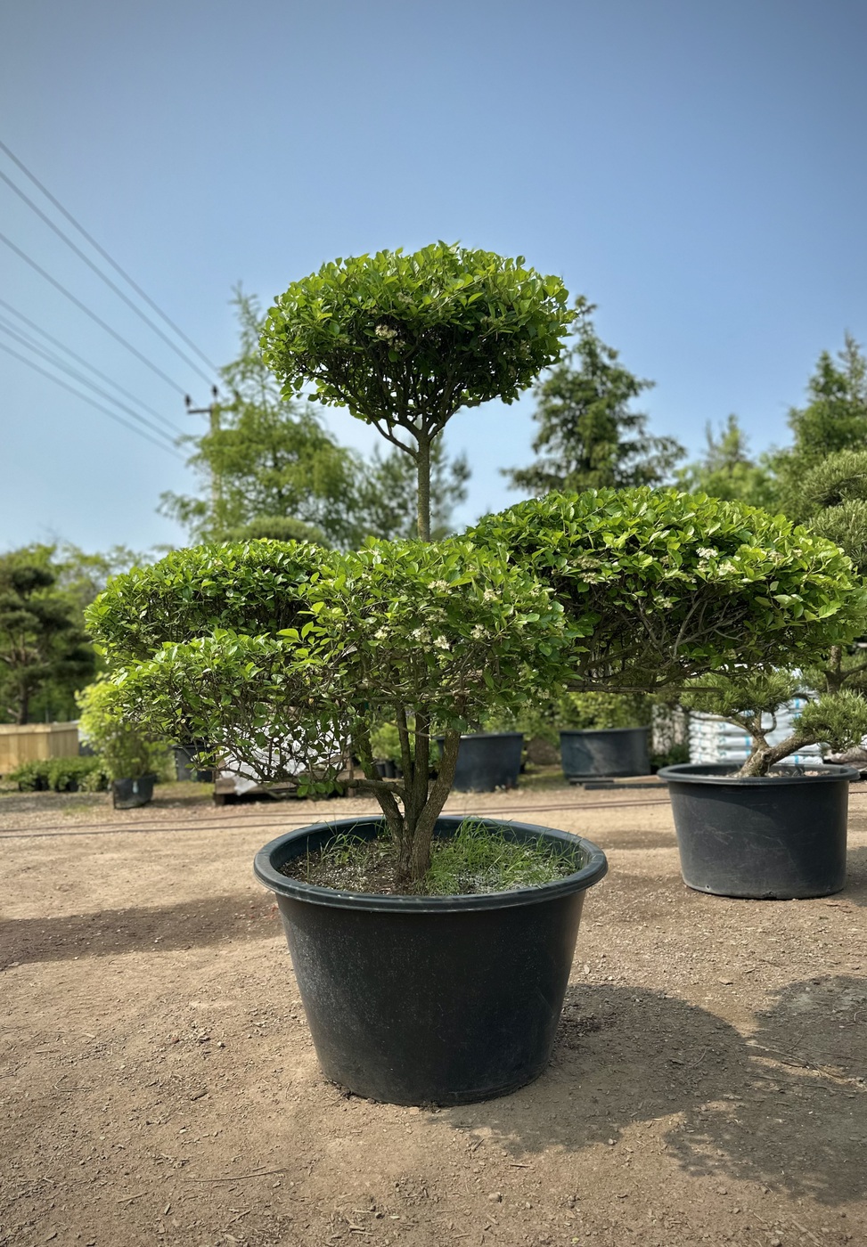 Ниваки (Садовый бонсай) Боярышник сливолистный — изображение 2
