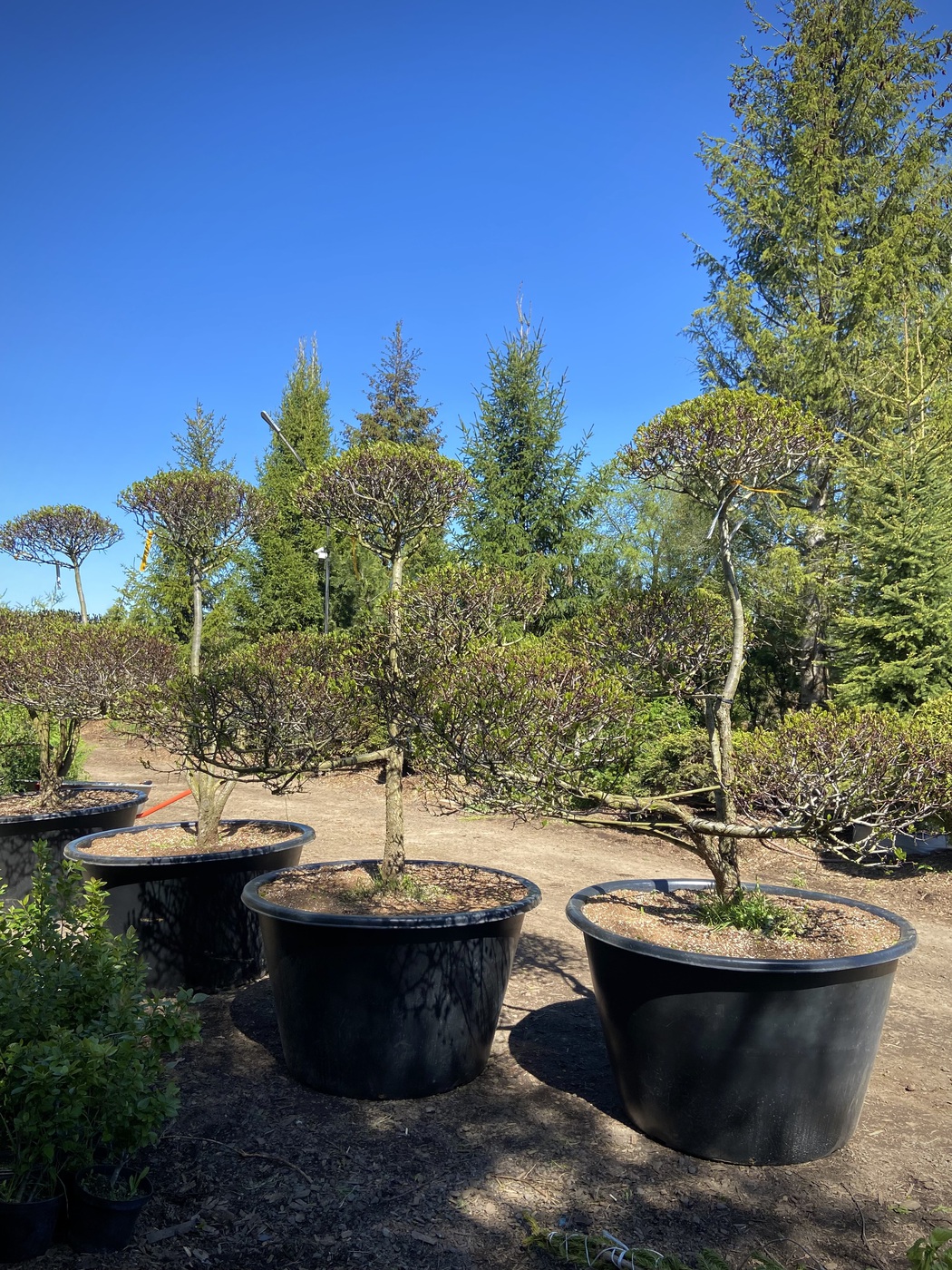 Ниваки (Садовый бонсай) Боярышник сливолистный — изображение 3