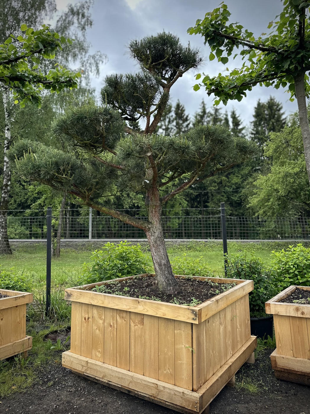 Ниваки (Садовый бонсай) Сосна `Пумилио` `Pumilio`