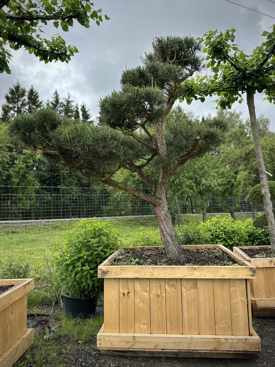 Ниваки (Садовый бонсай) Сосна `Пумилио` `Pumilio` — изображение 2