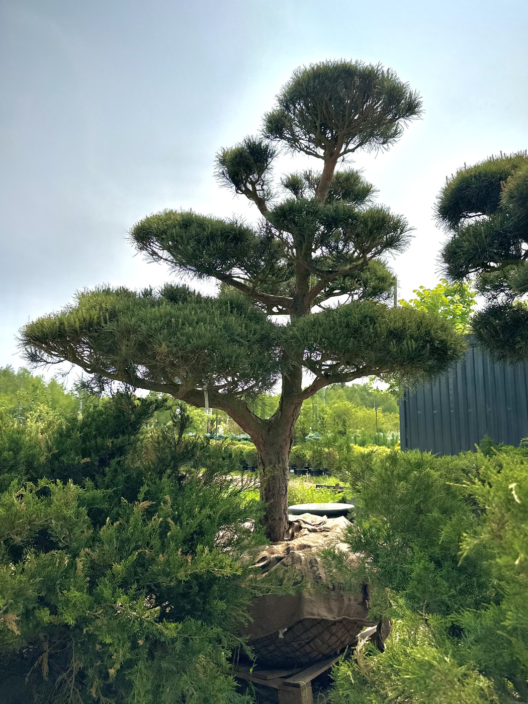 Ниваки (Садовый бонсай) Сосна `Пумилио` `Pumilio` — изображение 3