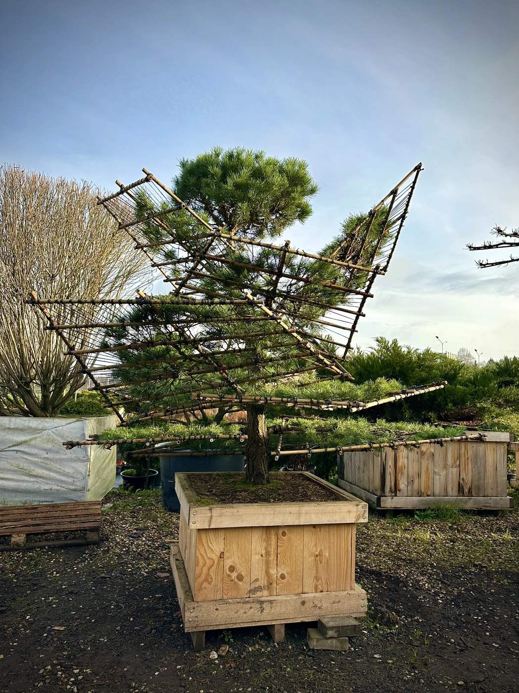 Ниваки (Садовый бонсай) Сосна `Норске` `Norske`