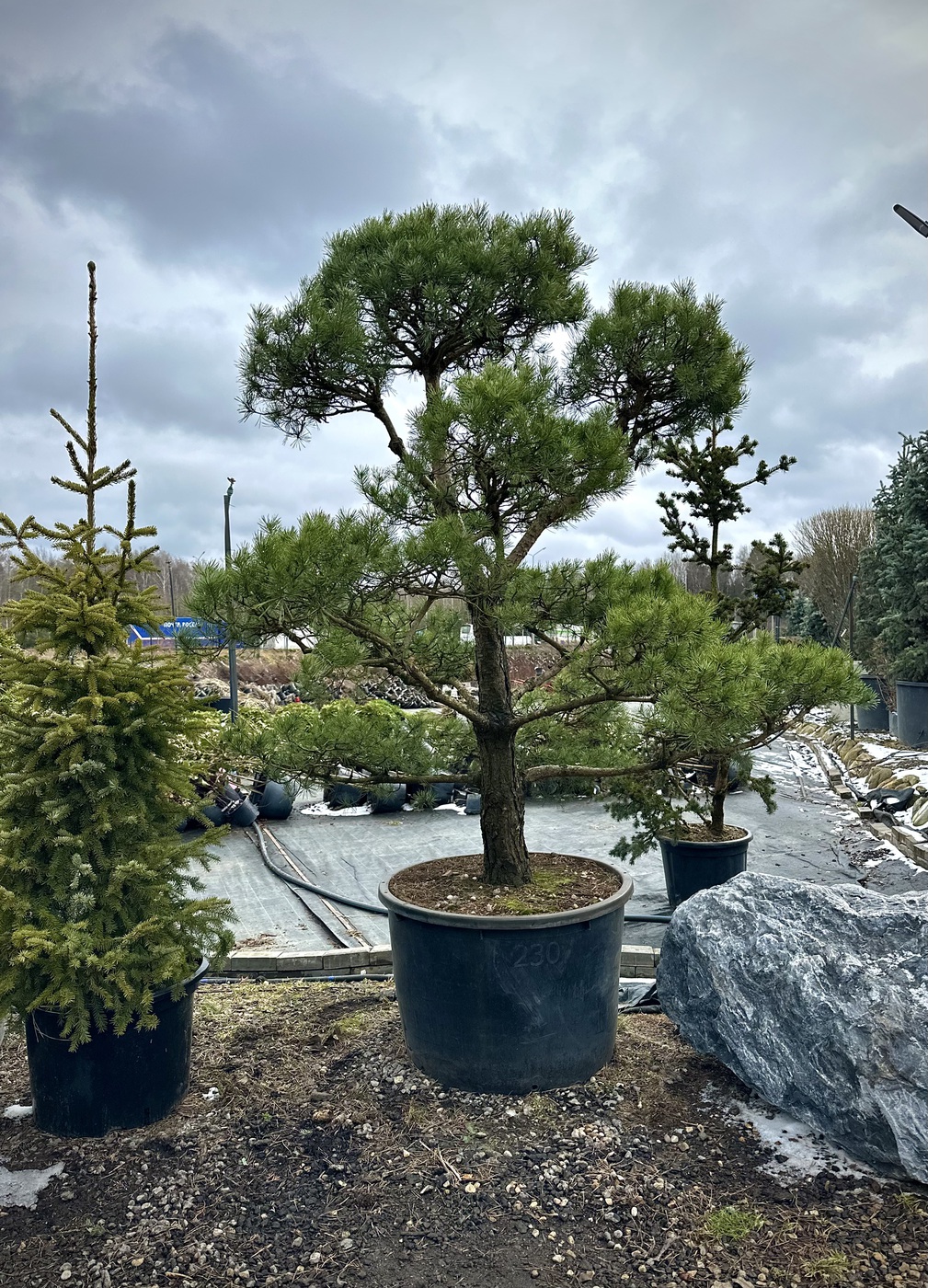 Ниваки (Садовый бонсай) Сосна `Норске` `Norske` — изображение 2