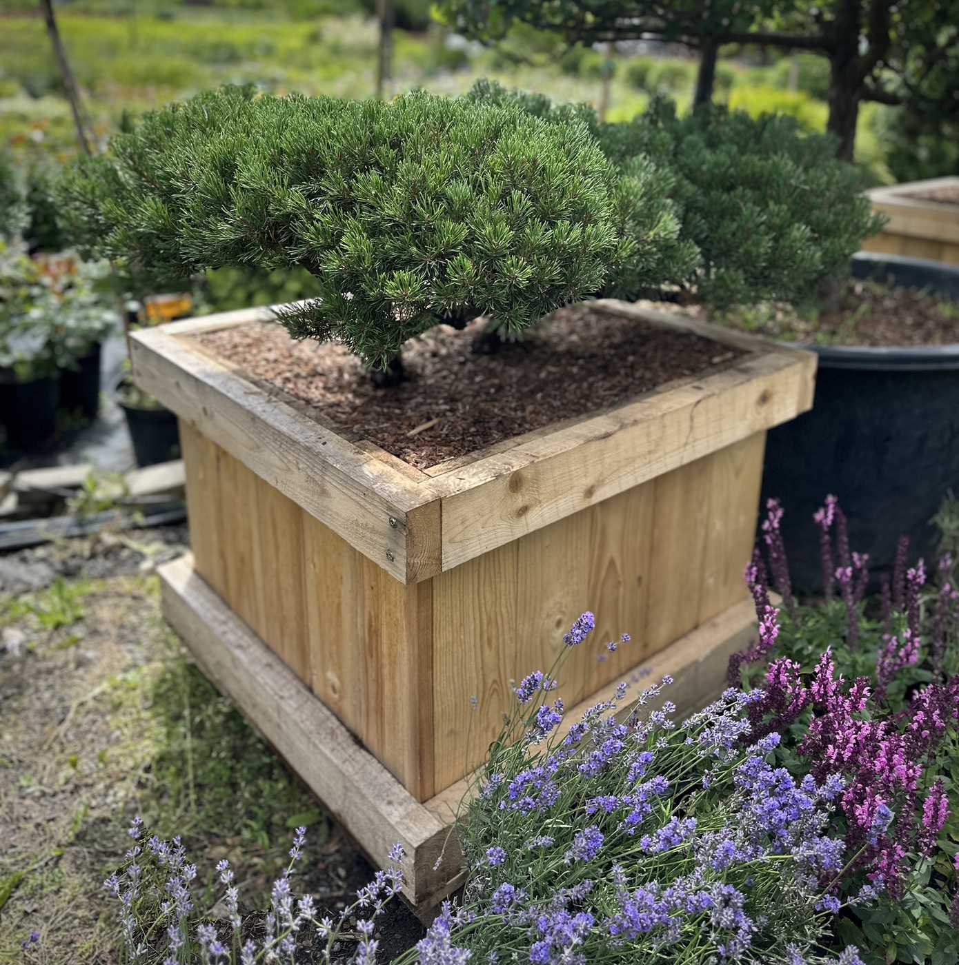 Ниваки (Садовый бонсай) Сосна `Мини Мопс` `Mini Mops`