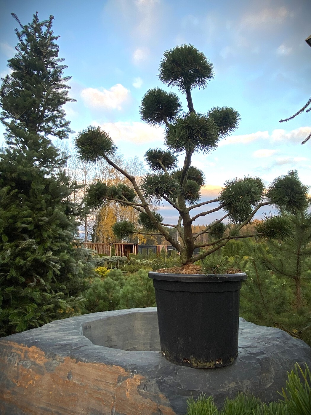 Ниваки (Садовый бонсай) Сосна горная `Мугус` `Mughus`