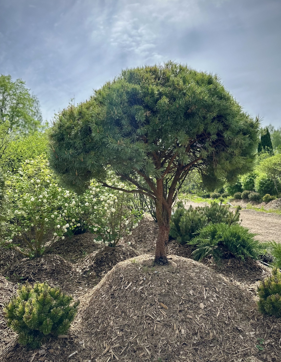 Ниваки (Садовый бонсай) Сосна `Ватерери` `Watereri` ЗОНТ