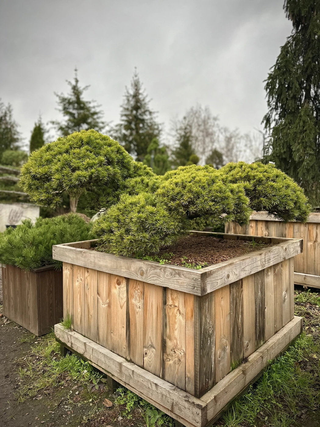 Ниваки (Садовый бонсай) Сосна `Карстенс Винтерголд` `Carsten's Wintergold`