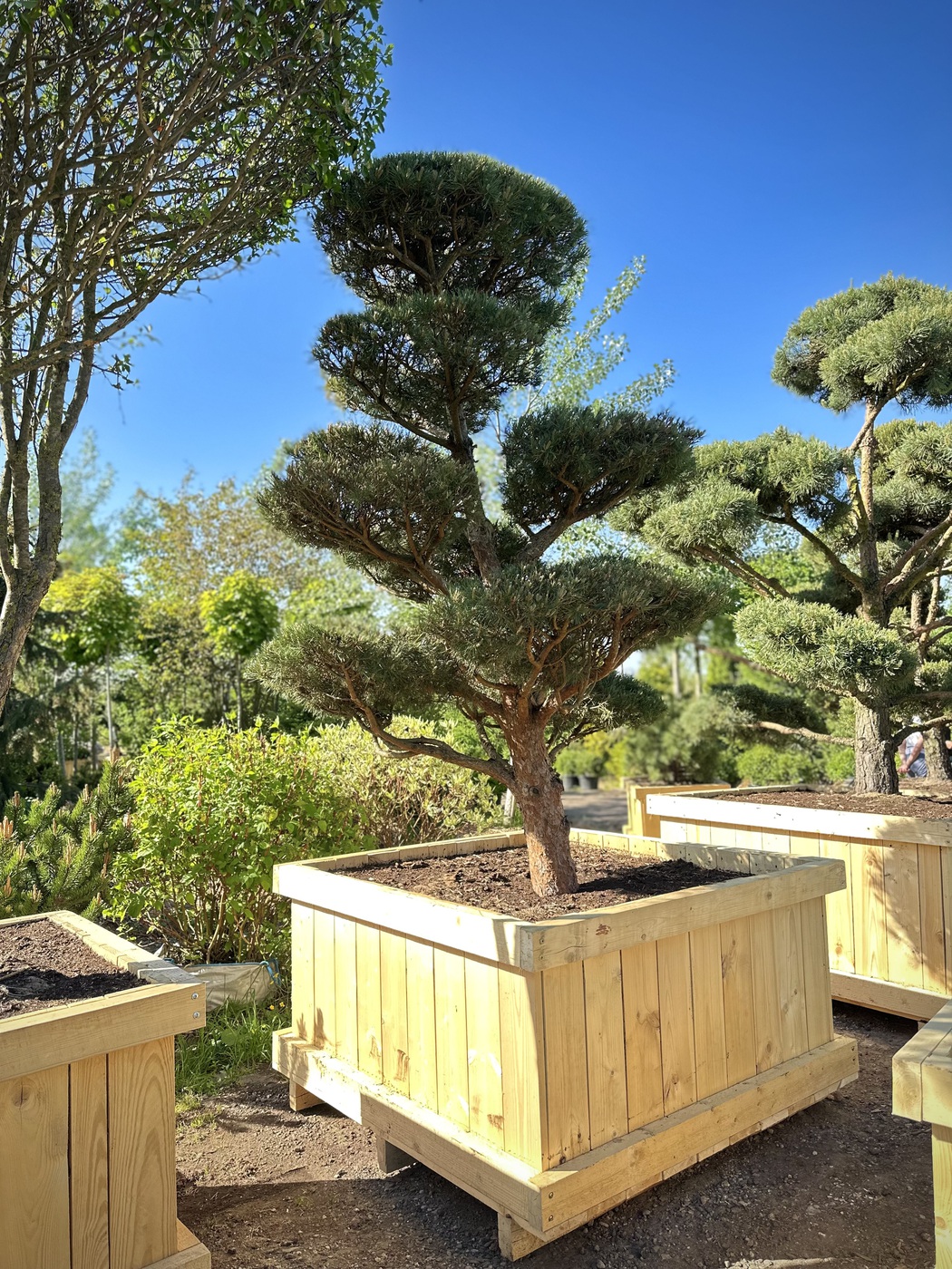 Ниваки (Садовый бонсай) Сосна `Пумилио` `Pumilio`