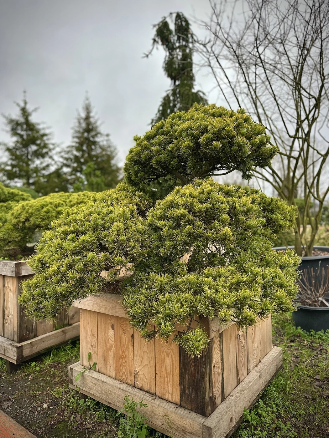 Ниваки (Садовый бонсай) Сосна `Карстенс Винтерголд` `Carsten's Wintergold`