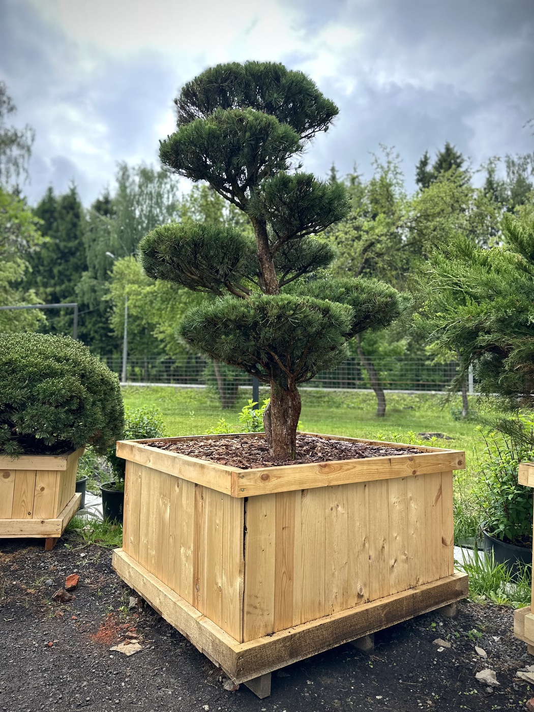 Ниваки (Садовый бонсай) Сосна `Ватерери` `Watereri`