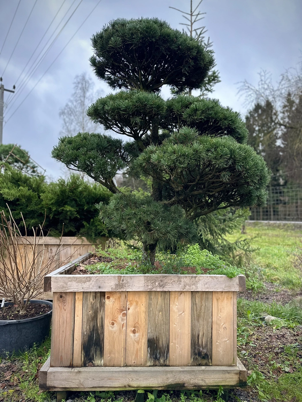 Ниваки (Садовый бонсай) Сосна `Ватерери` `Watereri`