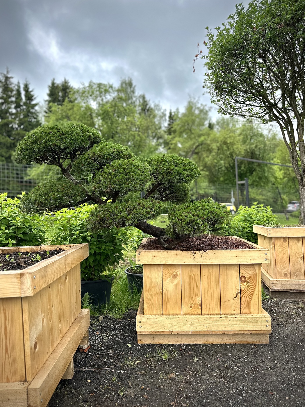 Ниваки (Садовый бонсай) Сосна `Пумилио` `Pumilio` (сякан)