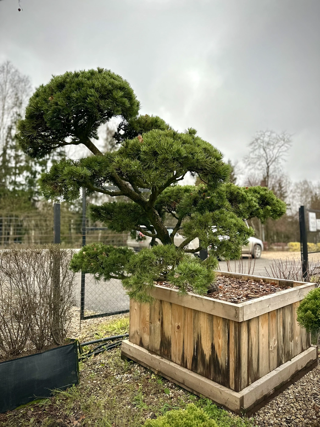 Ниваки (Садовый бонсай) Сосна `Пумилио` `Pumilio`