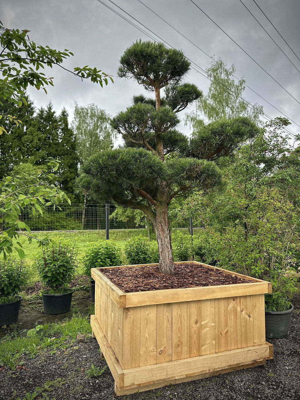 Ниваки (Садовый бонсай) Сосна `Пумилио` `Pumilio`