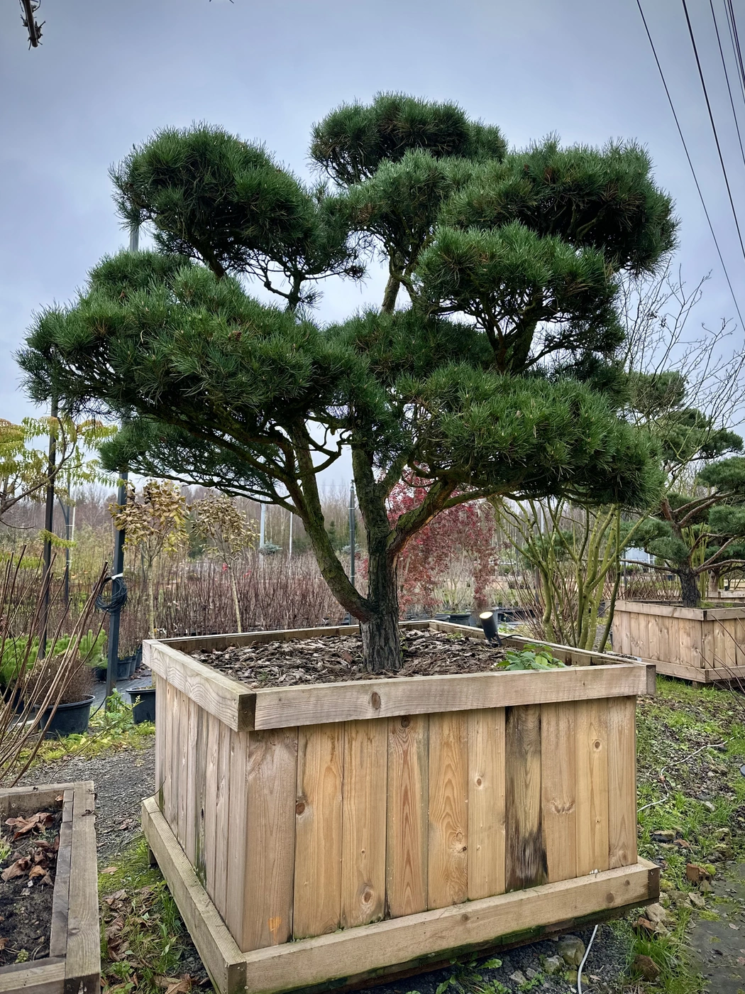 Ниваки (Садовый бонсай) Сосна `Пумилио` `Pumilio`