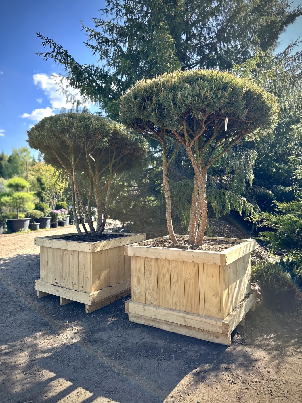 Ниваки (Садовый бонсай) Сосна `Ватерери` `Watereri` ЗОНТ