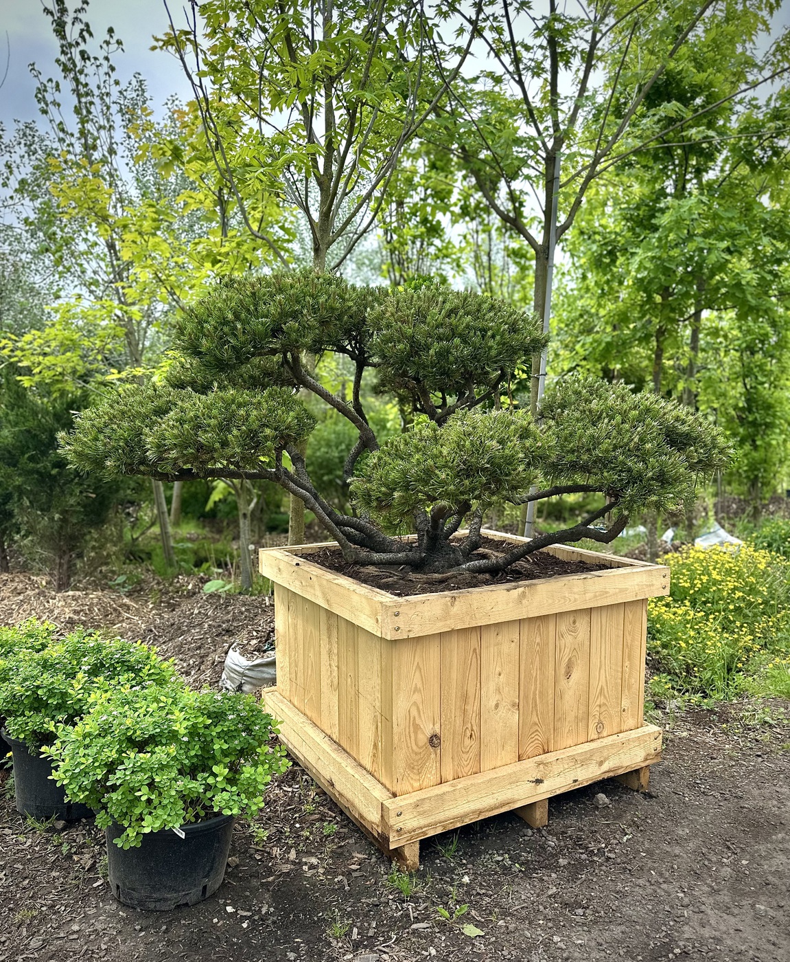 Ниваки (Садовый бонсай) Сосна горная `Мугус` `Mughus`