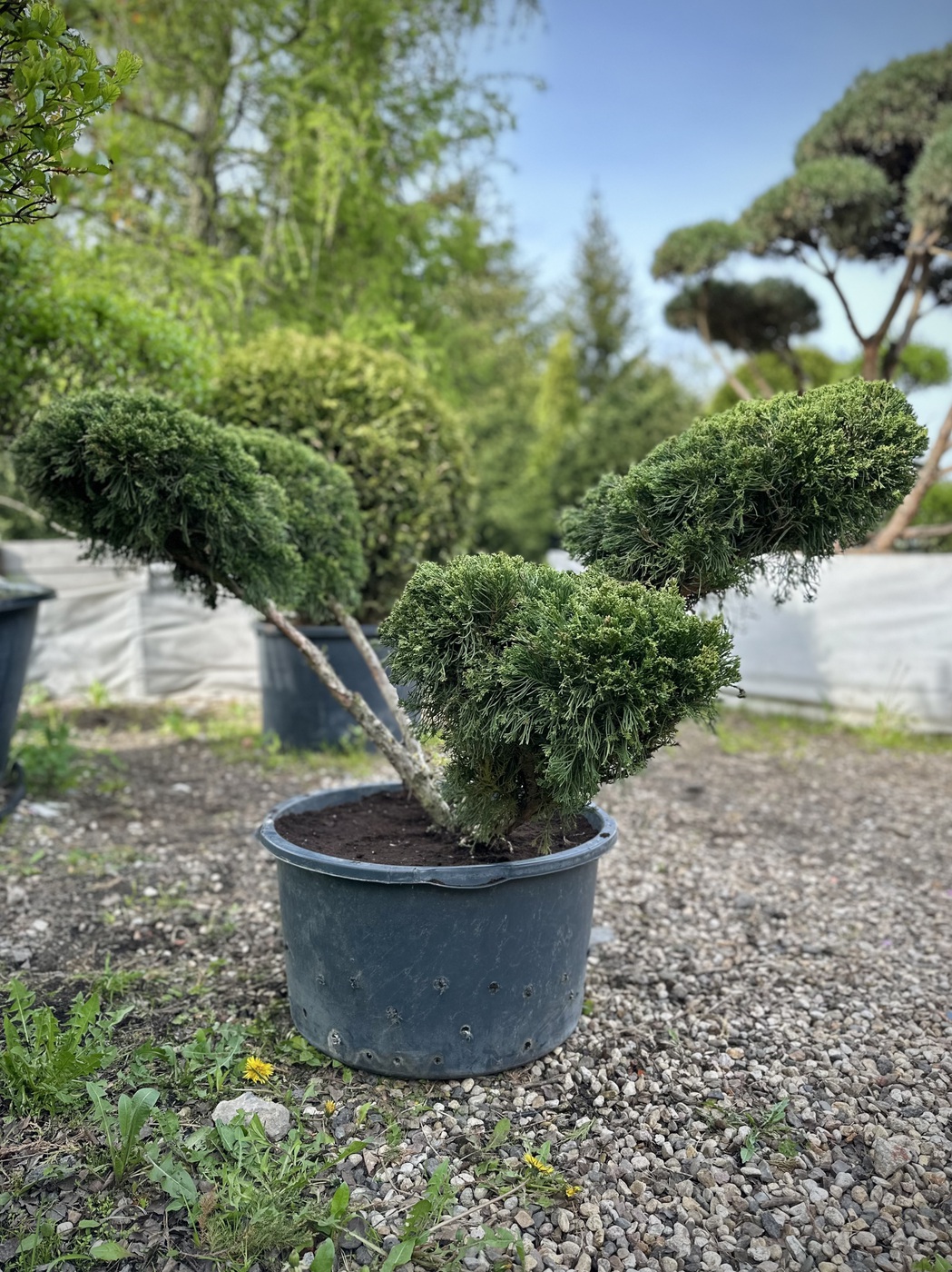 Ниваки (Садовый бонсай) Можжевельник средний `Минт Джулеп` `Mint Julep`