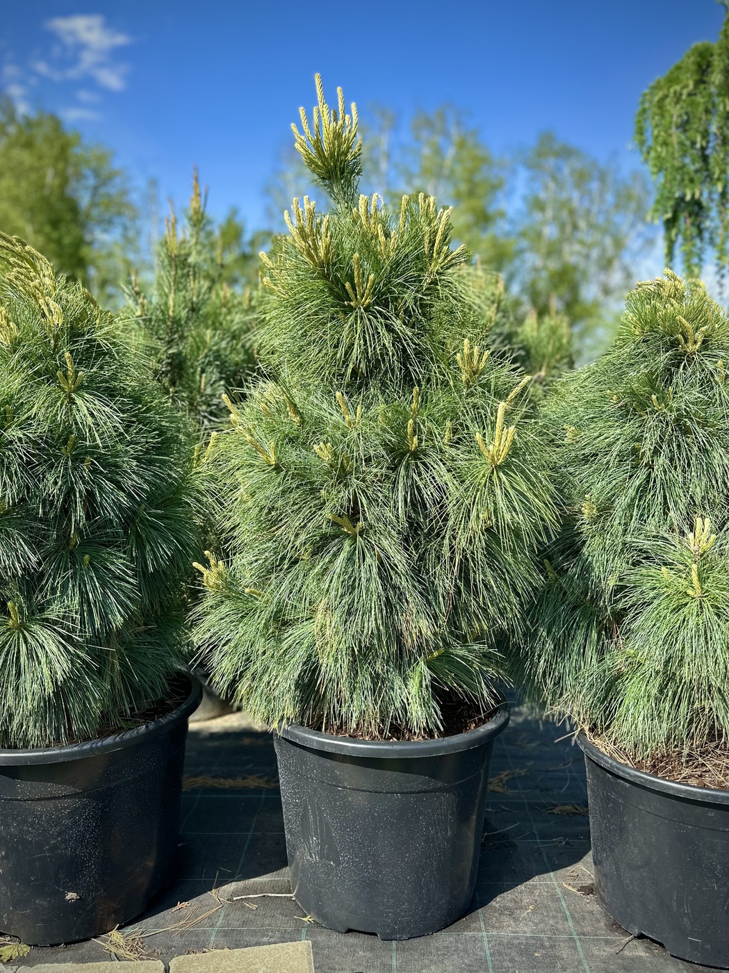 Сосна Шверина `Витхорст` `Wiethorst`