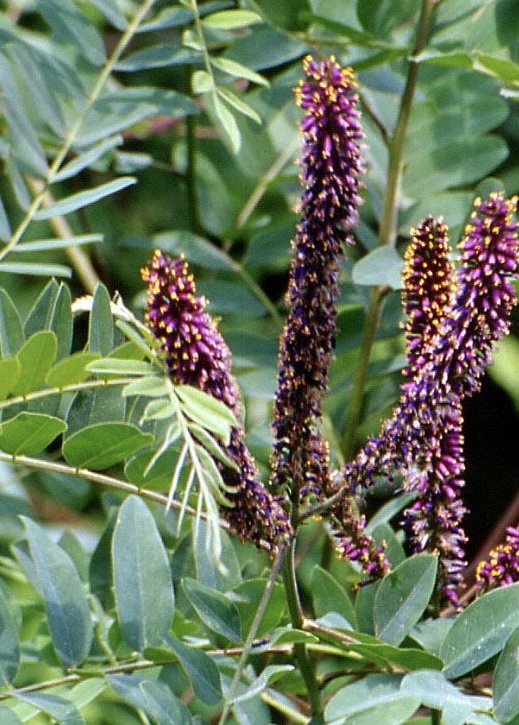 Аморфа кустарниковая