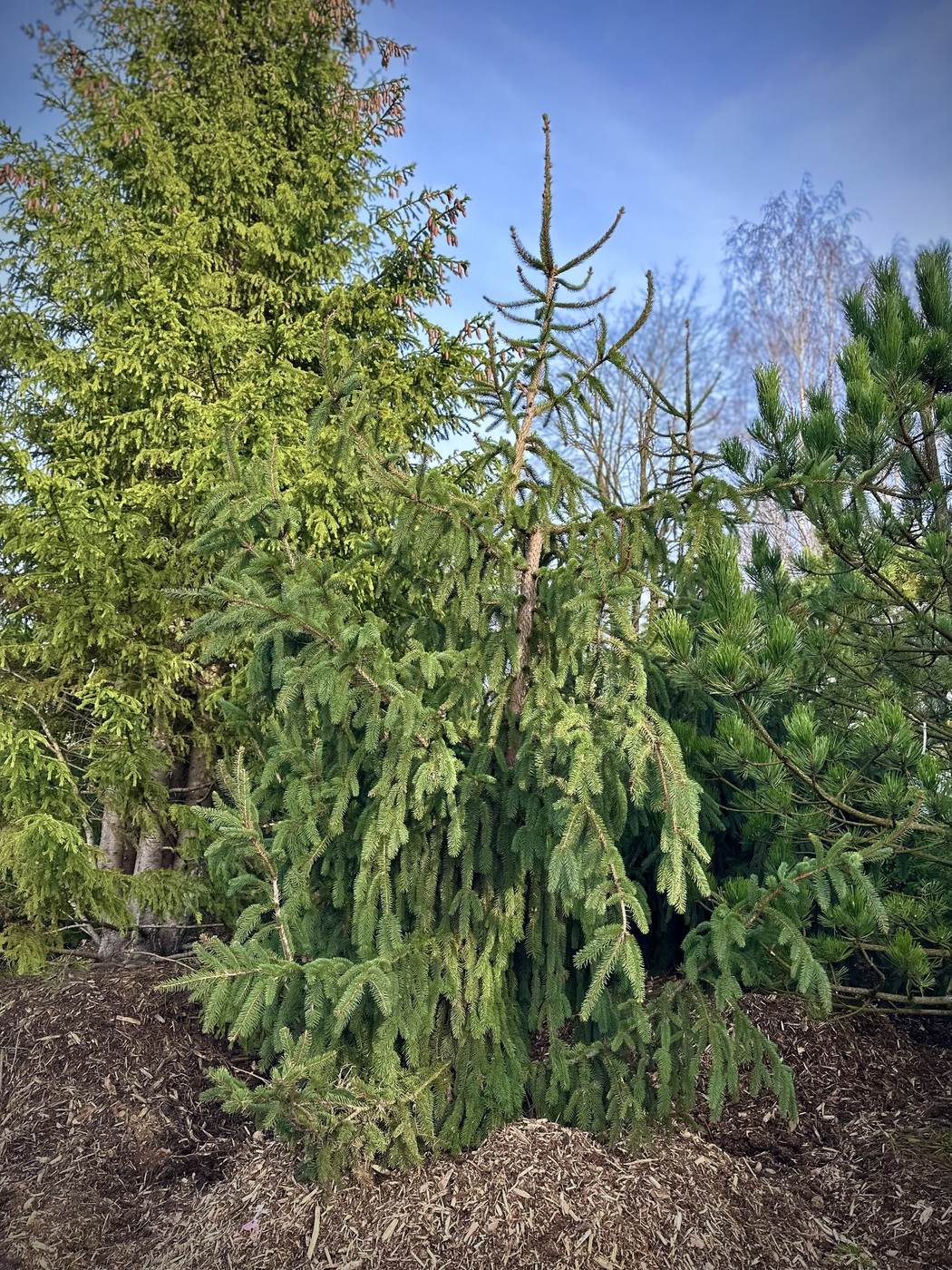 Ель обыкновенная Богемика Пендула (Bohemica Pendula)