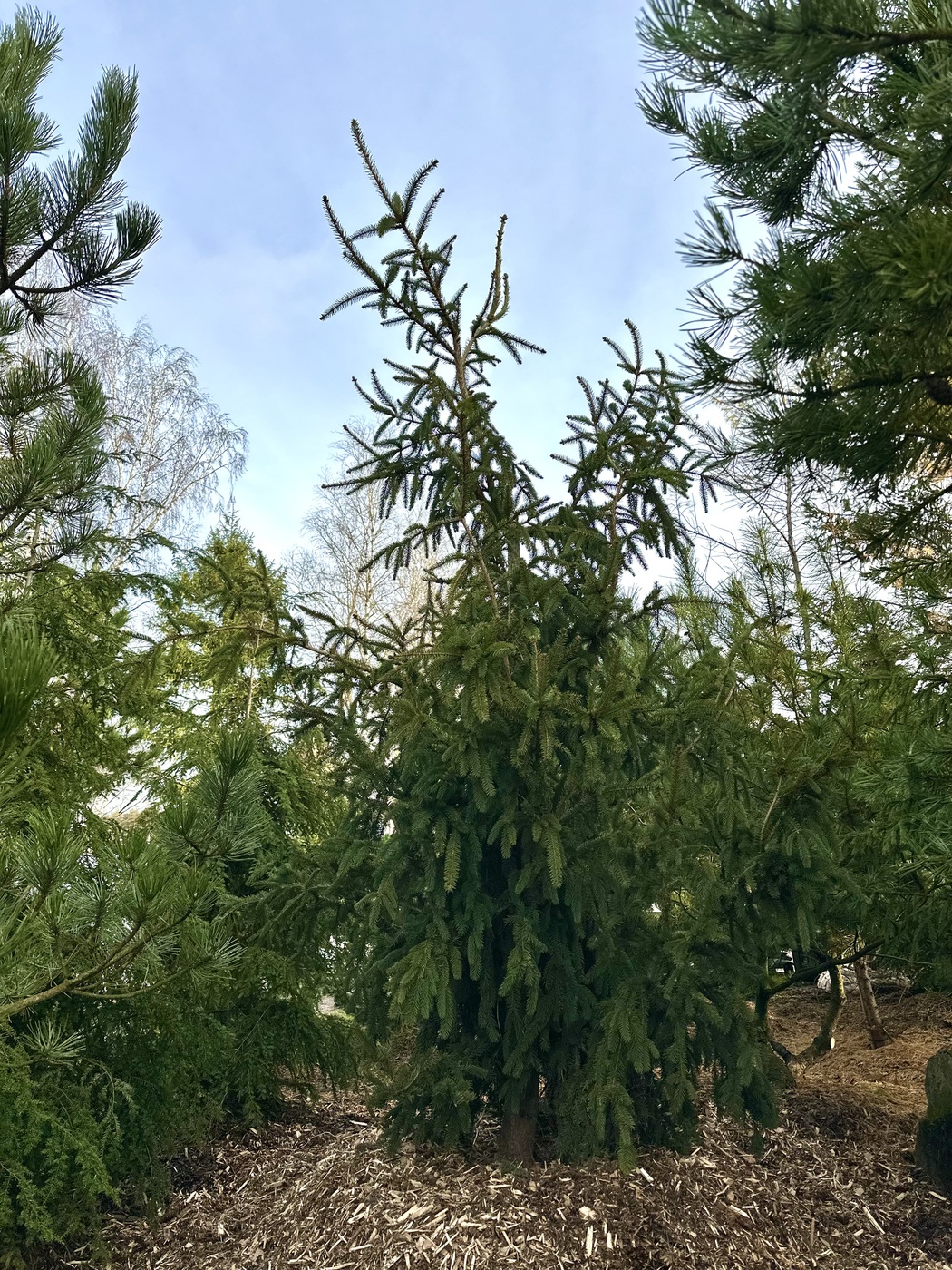 Ель обыкновенная Богемика Пендула (Bohemica Pendula)
