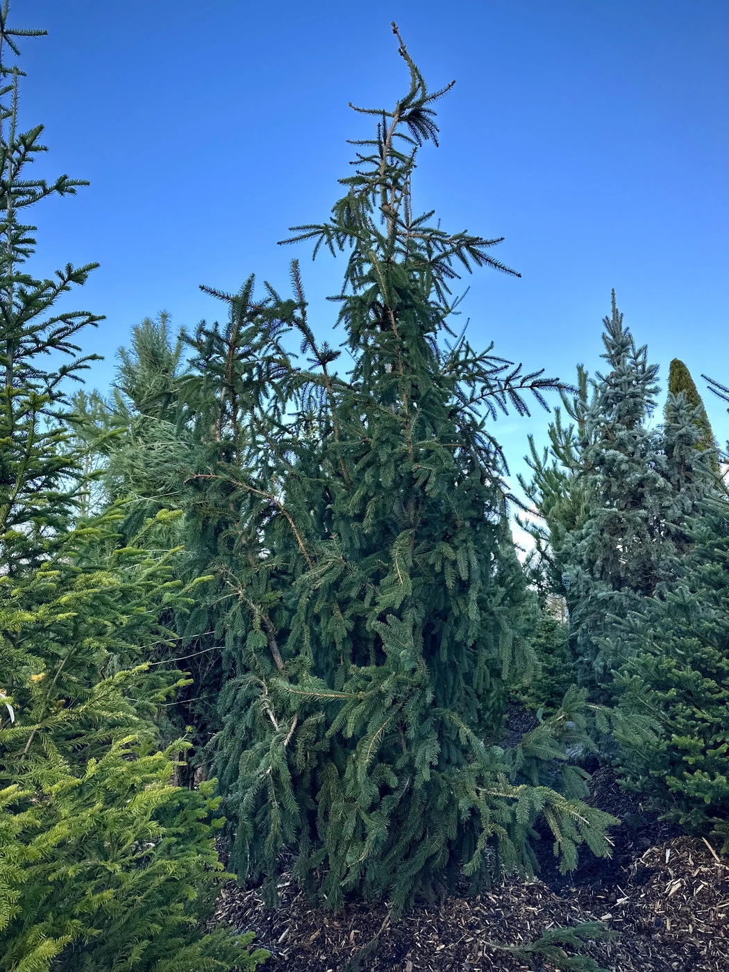 Ель обыкновенная Богемика Пендула (Bohemica Pendula)