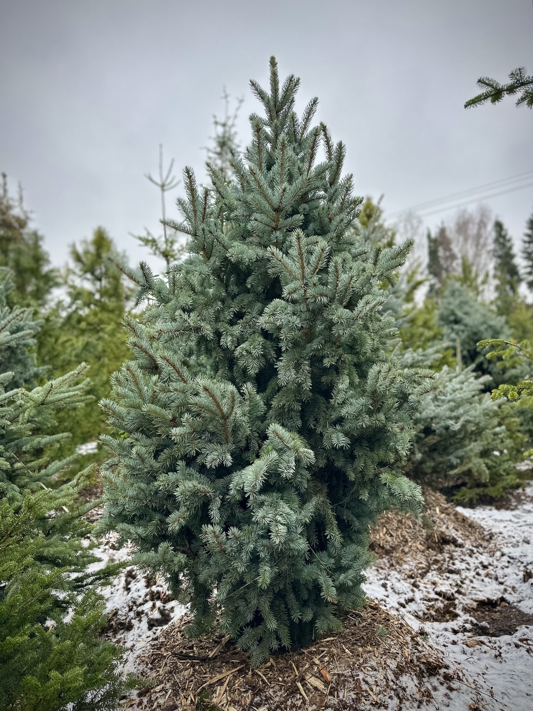 Ель колючая Ретрофлекса (Retroflexa)