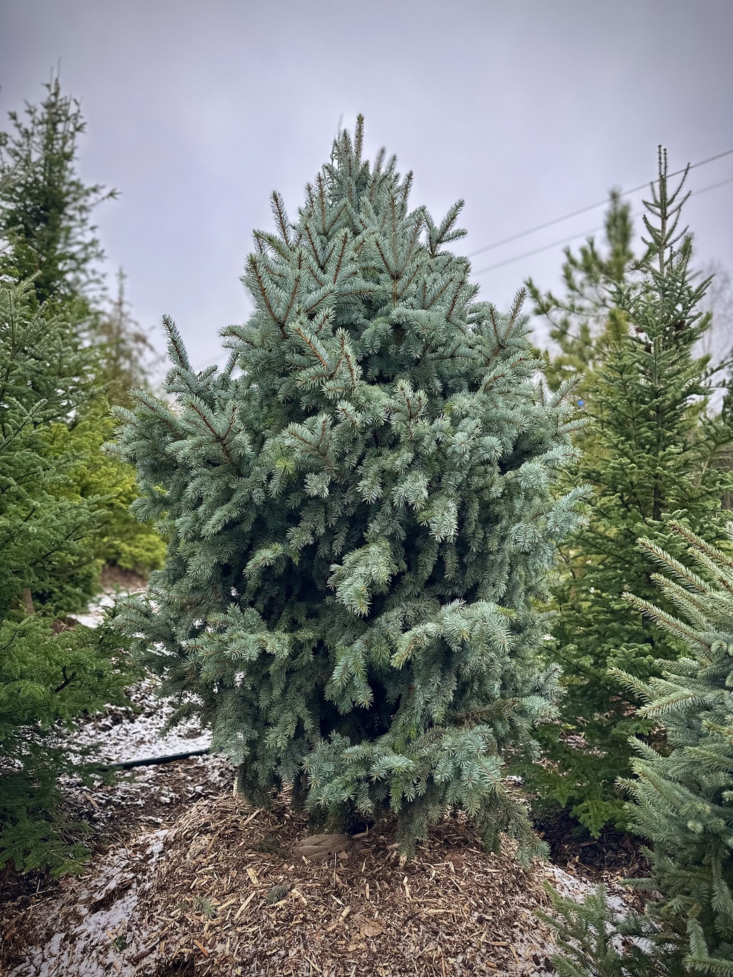 Ель колючая Ретрофлекса (Retroflexa)