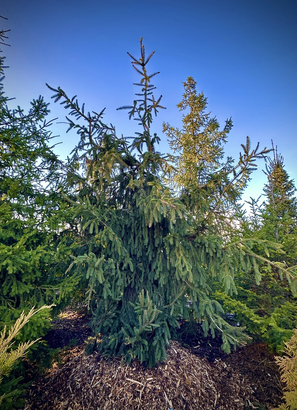 Ель обыкновенная `Ротенхаус``Rothenhaus`