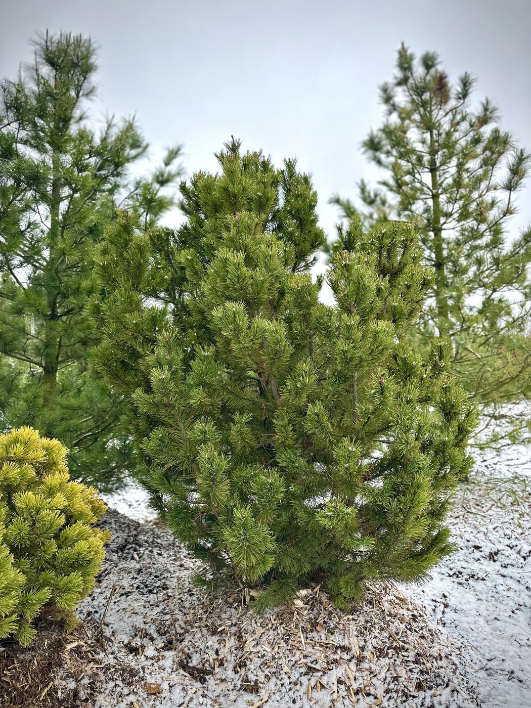 Сосна горная `Фриза``Frisia`