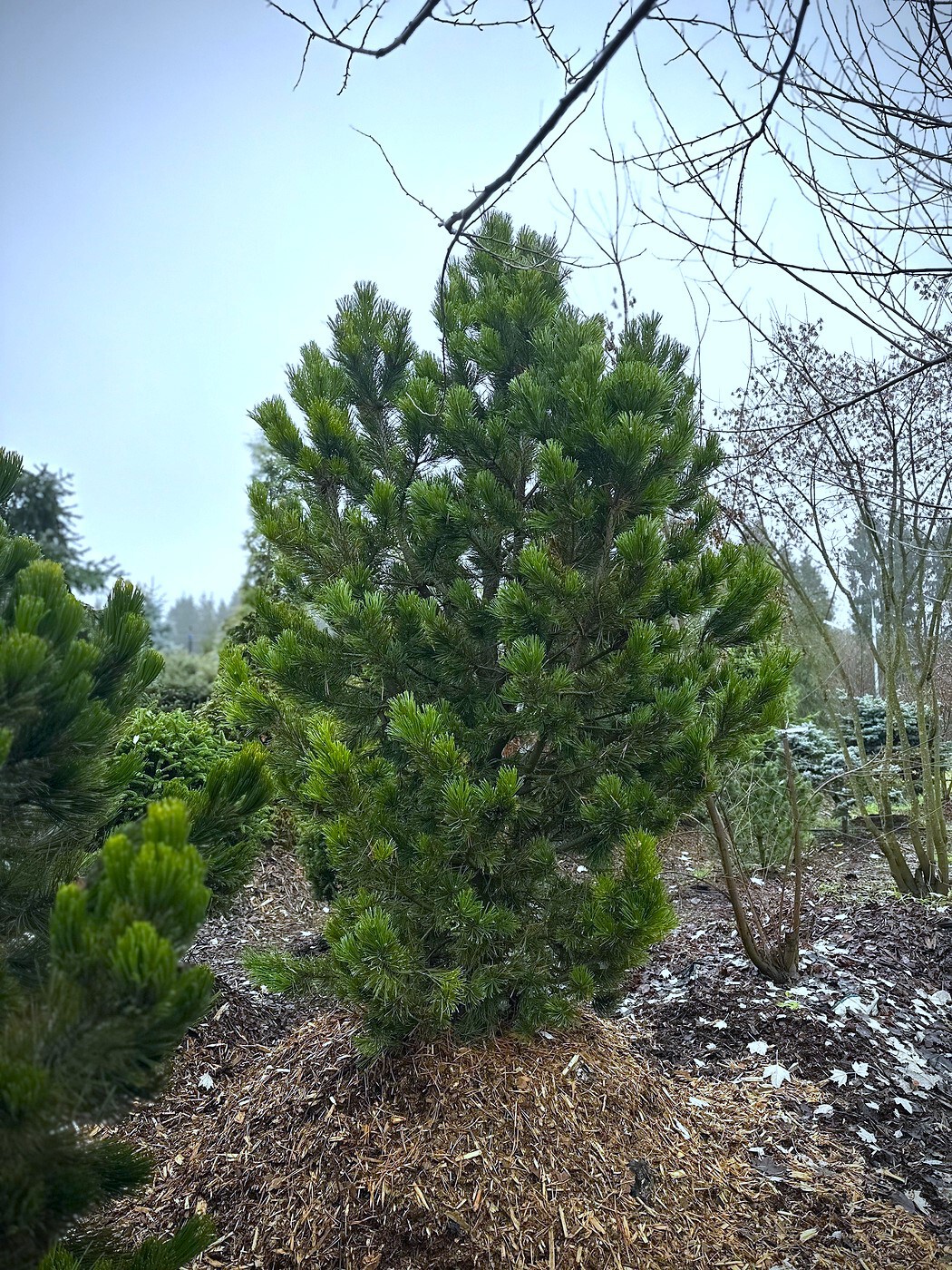 Сосна горная `Фриза``Frisia`