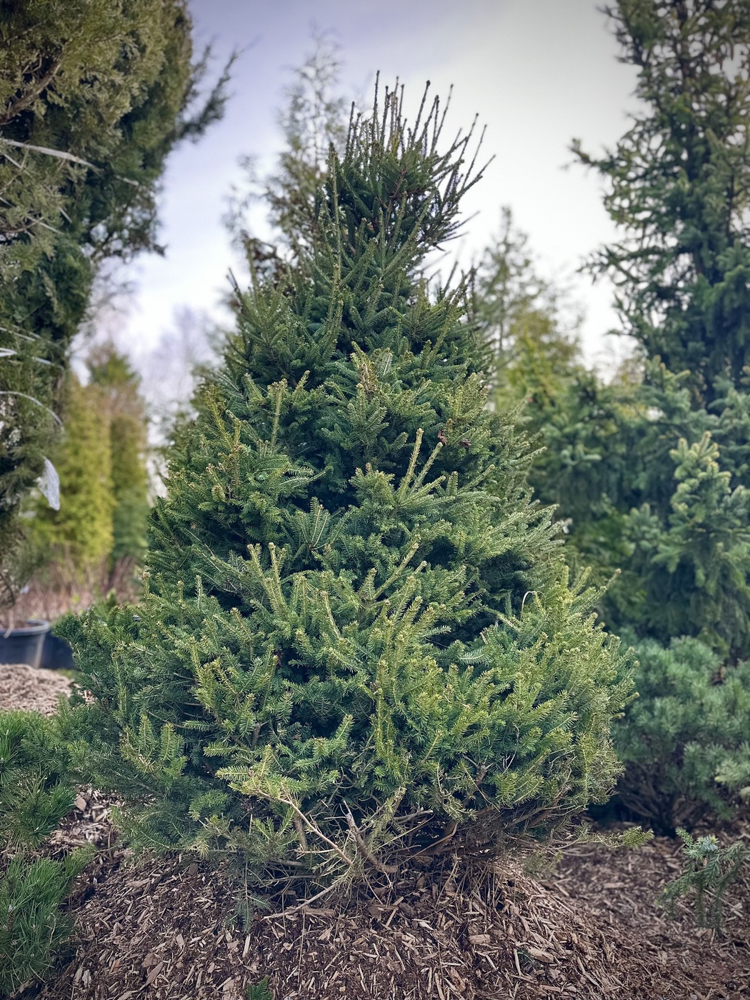 Ель обыкновенная Компакта (Compacta)