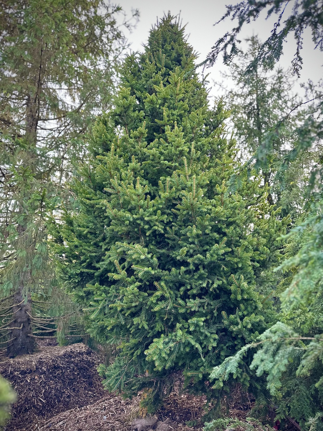 Ель обыкновенная Компакта (Compacta)