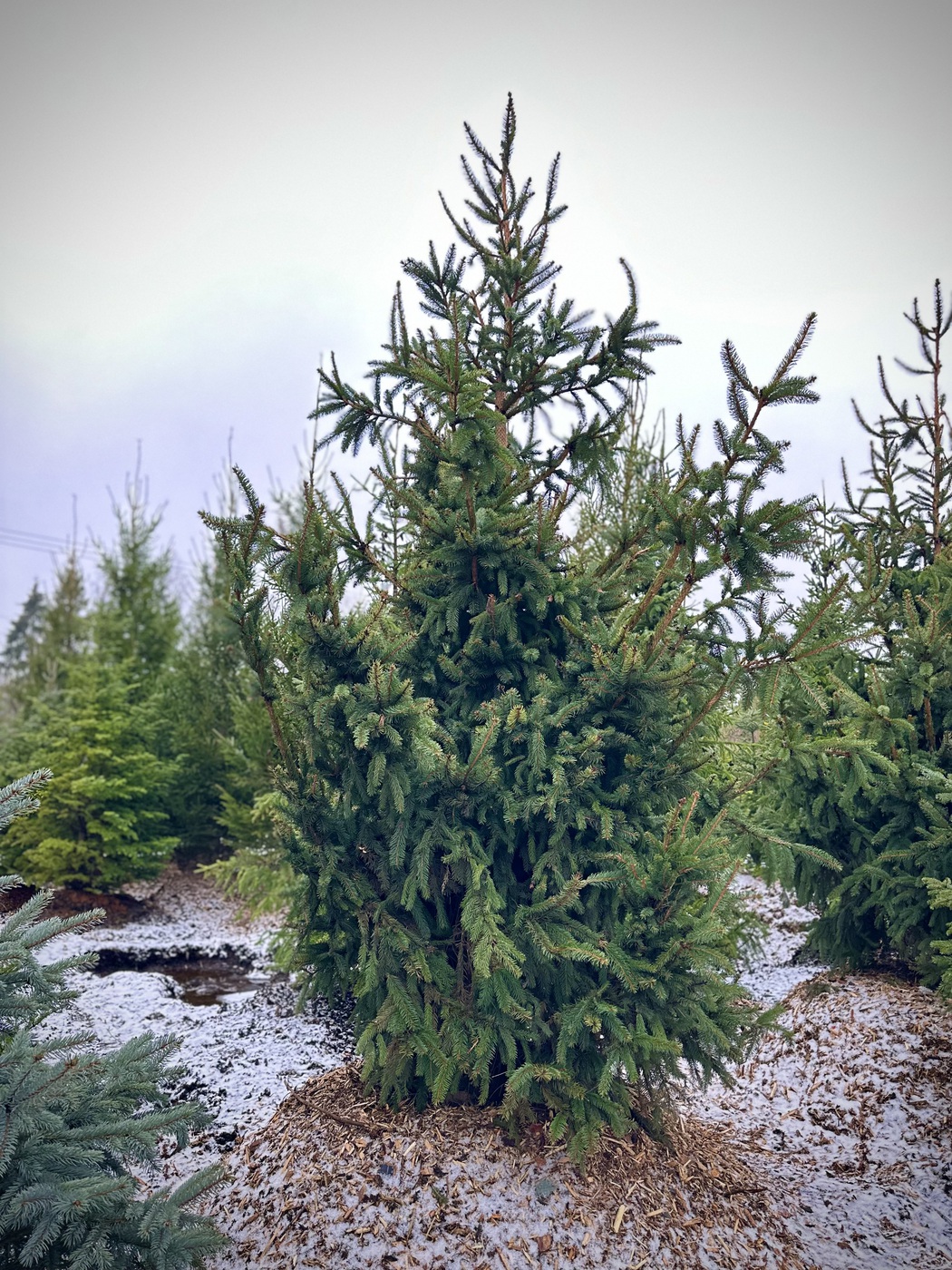 Ель обыкновенная Ауреа (Aurea)