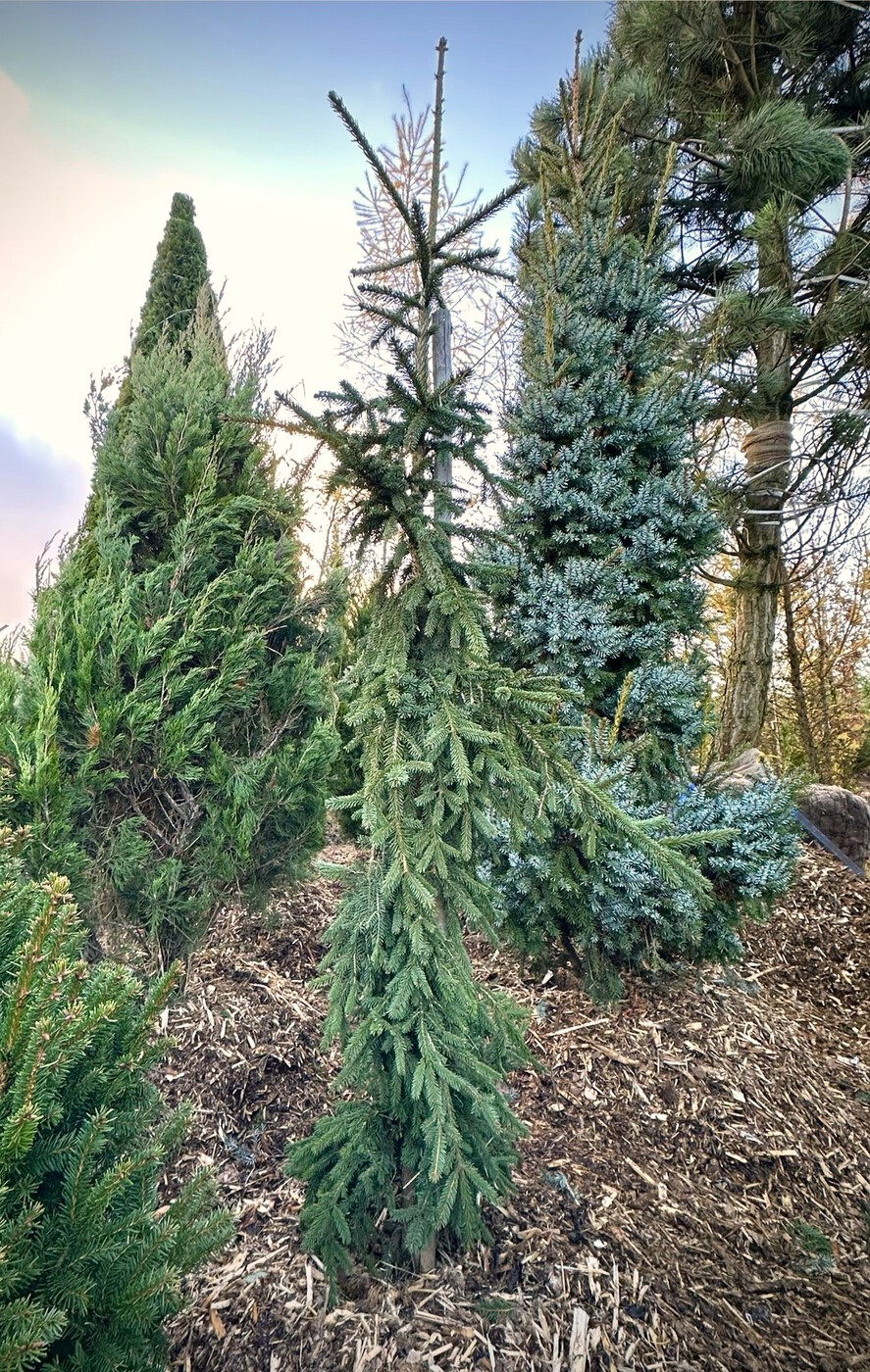 Ель обыкновенная Ауреа (Aurea)