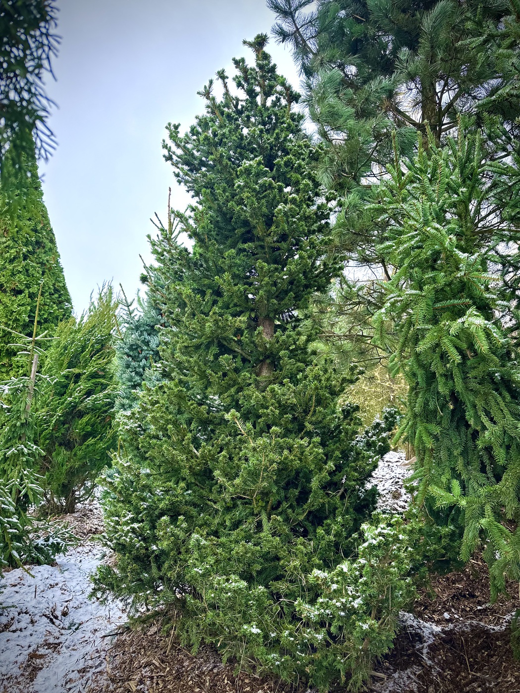 Ель обыкновенная Максвелли (Maxwellii)