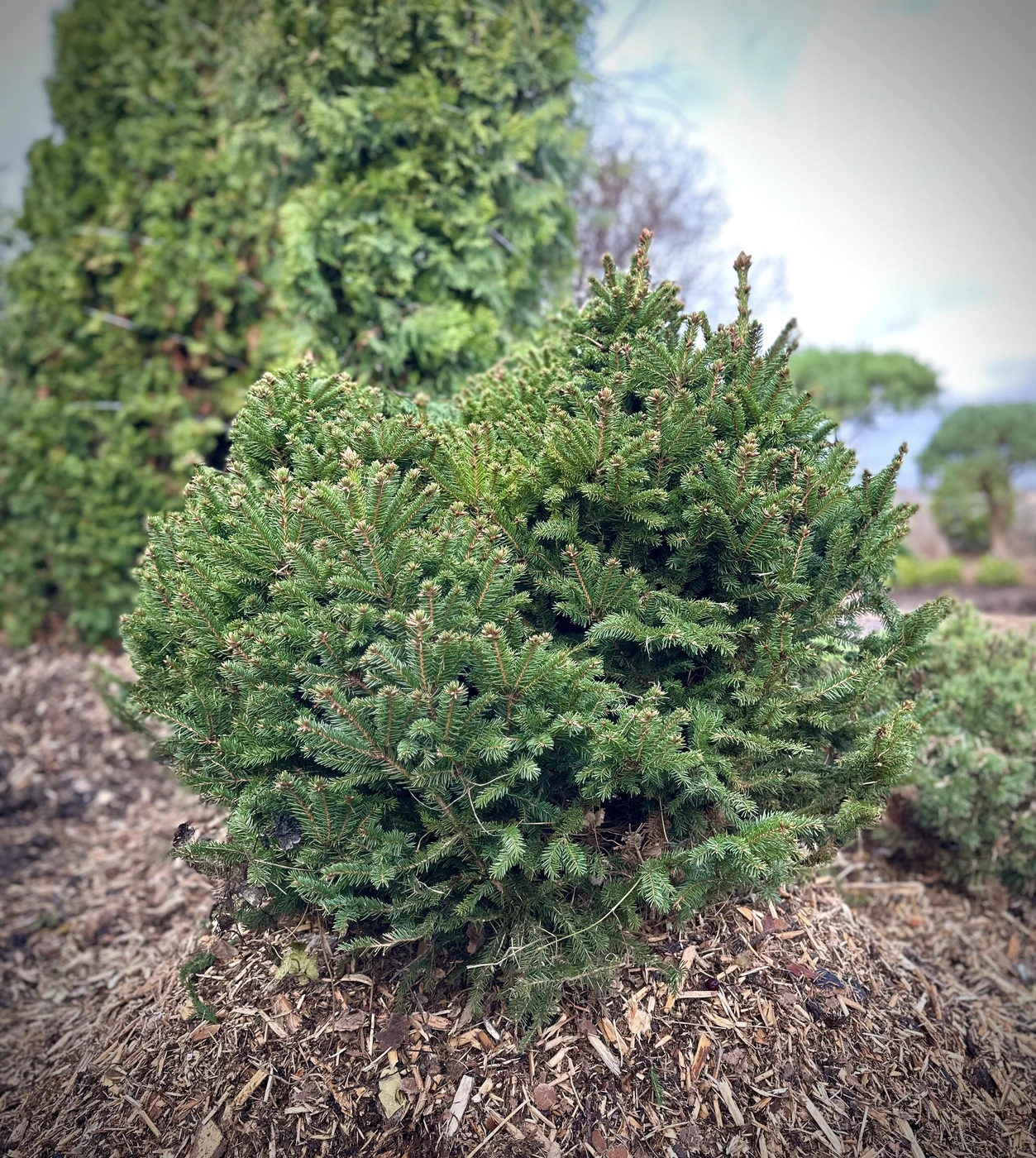 Ель обыкновенная Барри (Barryi)