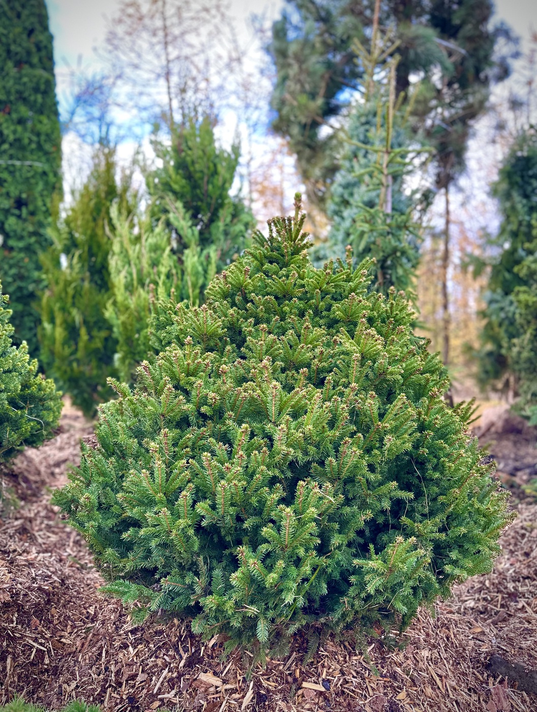 Ель обыкновенная Барри (Barryi)